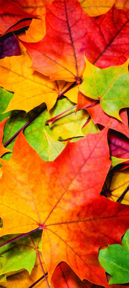 10 Alternative Wallpapers for Oppo Reno4 Pro 5G with Nature Image - 02 - Autumn Leaves