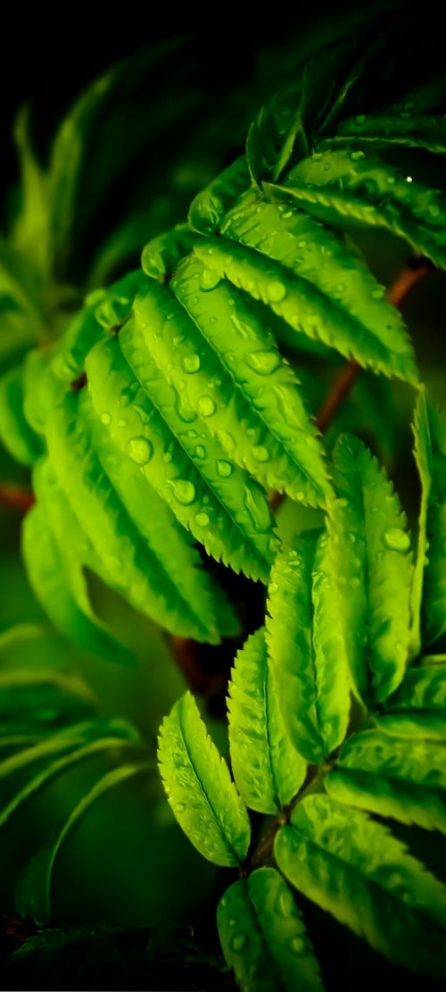 10 Alternative Wallpapers for Oppo Reno4 Pro 5G with Nature Image - 04 - Close-up Wet Leaves