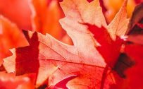 10 Alternative Wallpapers for Oppo Reno4 Pro 5G with Nature Image - 10 - Maple Leaves