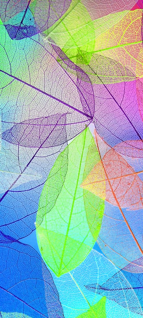 10 Best Images on Pinterest for Your Samsung A Quantum - #10 - Colorful Transparent Leaves