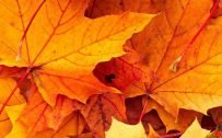 10 Best Wallpapers for Huawei Mate 40 Pro 06 - Autumn Leaves in Close-Up