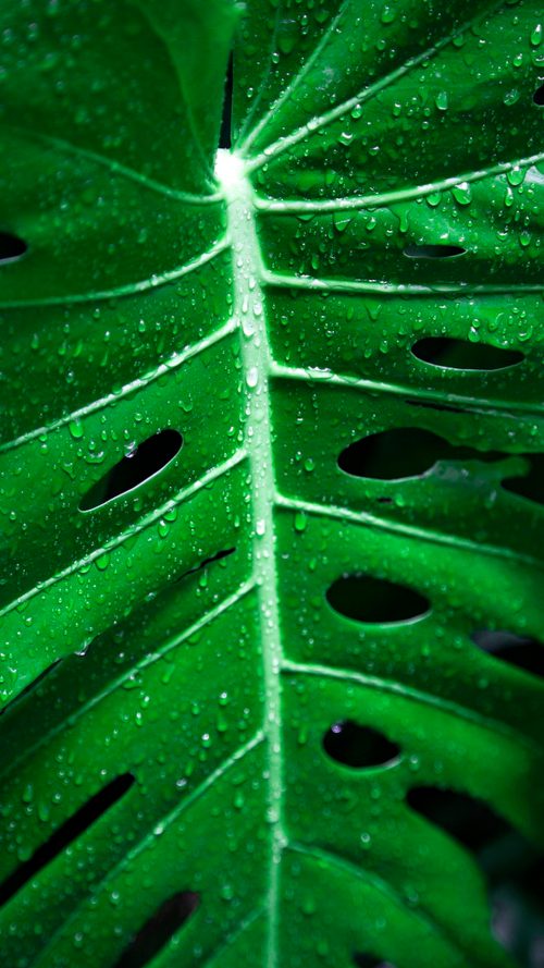 Close-Up Photo of Wet Monstera Leaf for Smartphone Background