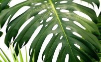 Cool Phone Wallpapers for Xiaomi Redmi Note 9 Pro 5G – 06 Tropical Plants Leaves