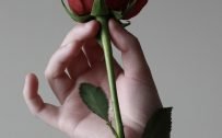 Close Up Photo of Rose Flower in Hand for Smartphone Wallpaper