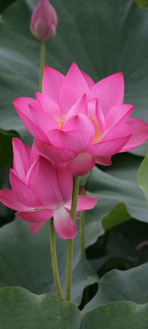 Lotus Flower Wallpaper for Samsung Galaxy A32 5G Background