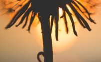 Cool Wallpaper for Sony Xperia 1 II with Dandelion Sunset Macro Photo