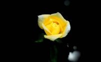 Close-Up Photo of Yellow Rose Flower with Dark Background for Smartphone