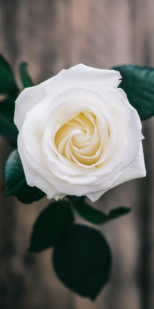 High Resolution Picture of White Rose Flower for Smartphone Home Screen Wallpaper