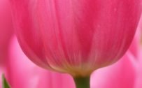 Close-up Photo of Pink Tulip Flower for Samsung Galaxy S21 Ultra 5G Background