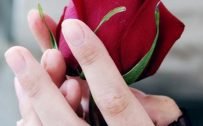 Pictures of Flower for Mobile Phone Wallpaper with Rose on Hand