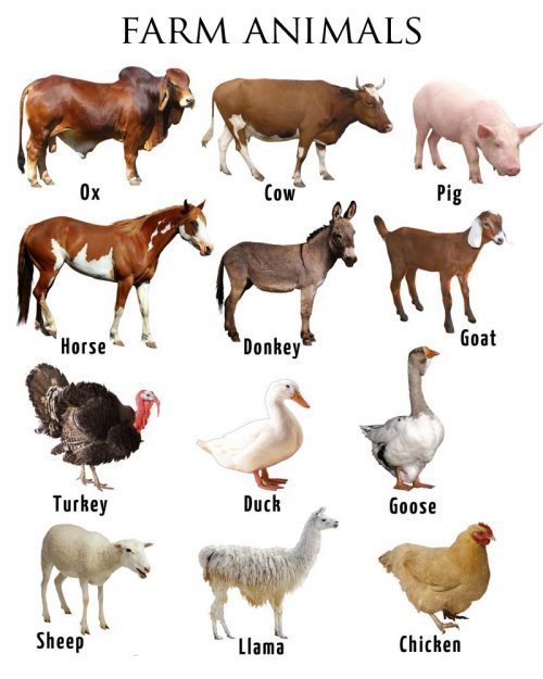 Picture of Farm Animals with Names