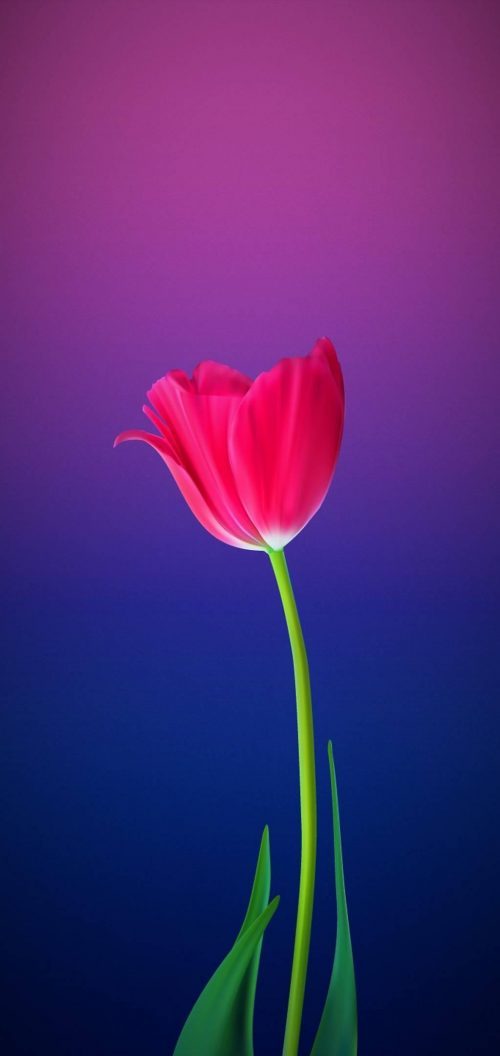 Free Nature Wallpaper with Close-Up Photo of Red Tulip Flower