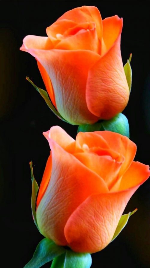 High Resolution Nature Photo with Picture of Orange Roses Flower