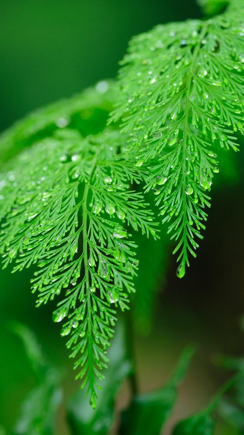 High-Resolution Photo of Wet Green Leaf for Phone Background