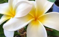 Alternative Cool Smartphone Wallpaper with Close Up Plumeria Flower Picture