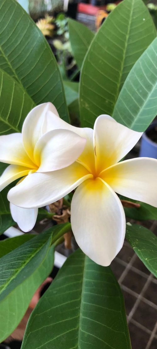 Alternative Cool Smartphone Wallpaper with Close Up Plumeria Flower Picture