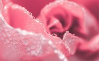 Rose Flower Photos for Mid-Range Smartphones Wallpaper - Realme GT Neo 3T