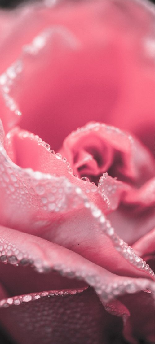 Rose Flower Photos for Mid-Range Smartphones Wallpaper - Realme GT Neo 3T