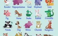 Animal Pictures for Kids with Names