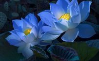 Cool Desktop Wallpapers with Blue Lotus Flower