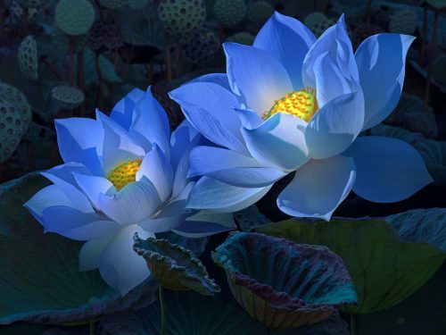 Cool Desktop Wallpapers with Blue Lotus Flower