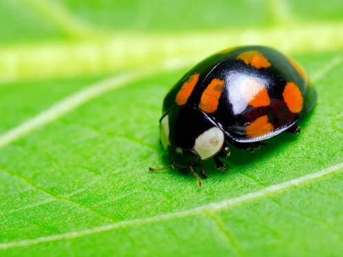 Free Wallpaper Background with Black Ladybug Picture in Macro