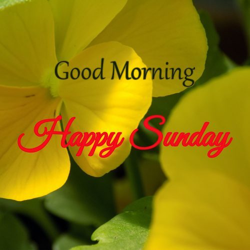 Happy Sunday Morning Images with Yellow Flowers in Close-Up