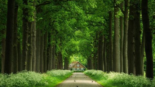 High Resolution Nature Wallpaper of Green Big Trees Along The Road