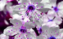 Nature Desktop for Mobile with Purple Blossoms