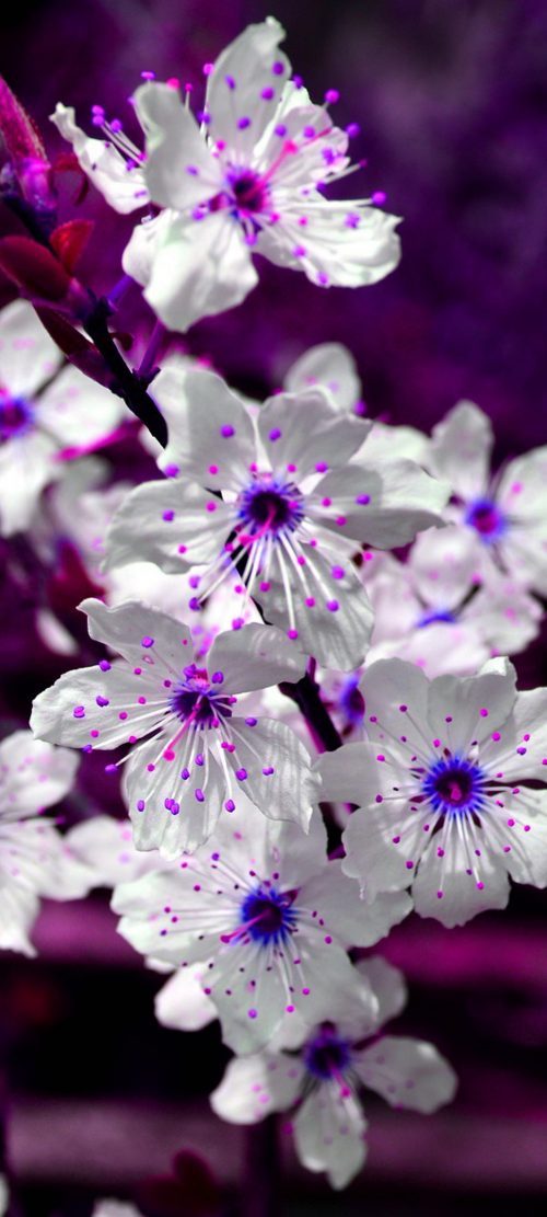 Nature Desktop for Mobile with Purple Blossoms