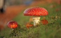 Close-Up Photo of Mushroom in Fall Season for Wallpaper