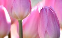 Apple iPhone SE 2022 Wallpaper with Pink Tulips Flower