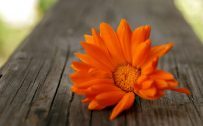 Beautiful Nature Wallpaper with Orange Color Single Flower