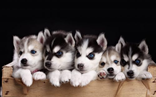 Pictures of Cute Animals - Baby Husky Puppies in Close Up Photo