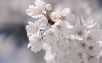 Flower Wallpaper Mobile Phone - White Cherry Blossoms
