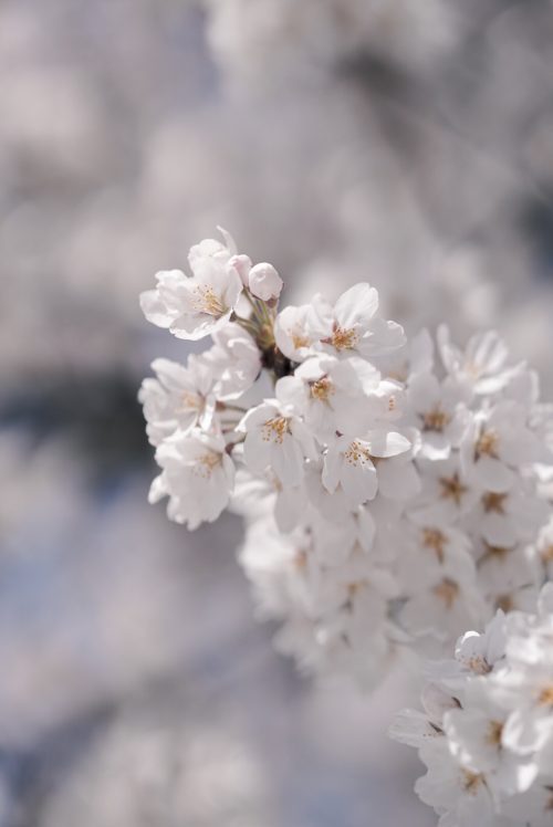 Flower Wallpaper Mobile Phone - White Cherry Blossoms