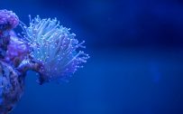 High Definition Nature Pictures of Underwater Life