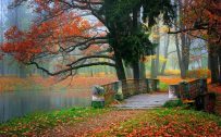 Images of Nature for Wallpaper - Colorful Autumn Forest and Bridge