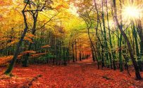 Nature Wallpaper of Colorful Autumn Forest in High Resolution