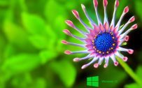 Windows 10 Desktop Pictures of Close Up Flower for Wallpaper