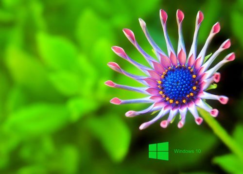 Windows 10 Desktop Pictures of Close Up Flower for Wallpaper