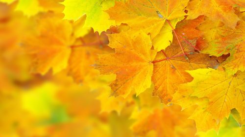Yellow Autumn Leaves in Macro for Desktop Background