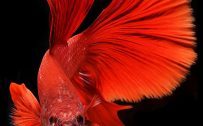 Apple iPhone SE 2022 wallpaper with Red Betta Fish in Dark Background
