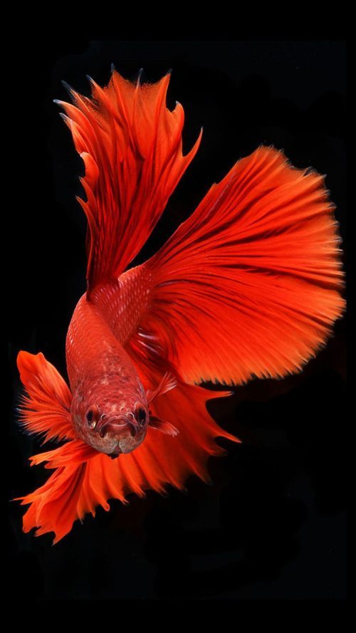 Apple iPhone SE 2022 wallpaper with Red Betta Fish in Dark Background