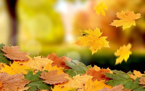 Free Backgrounds for Desktop with Falling Leaves in Autumn Season
