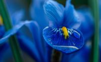 Beautiful Nature Picture Wallpaper with Blue and Yellow Iris Flower
