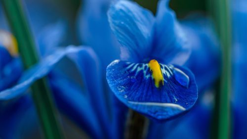 Beautiful Nature Picture Wallpaper with Blue and Yellow Iris Flower