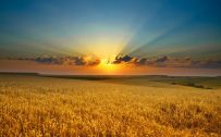 Beautiful Nature Wallpaper Free Download with Gold Colored Wheat Field