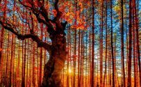 Beautiful Nature Wallpaper for Desktop with Autumn Forest Photo