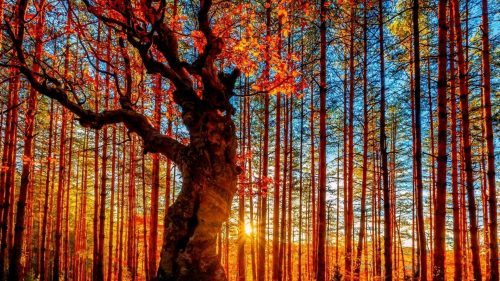 Beautiful Nature Wallpaper for Desktop with Autumn Forest Photo